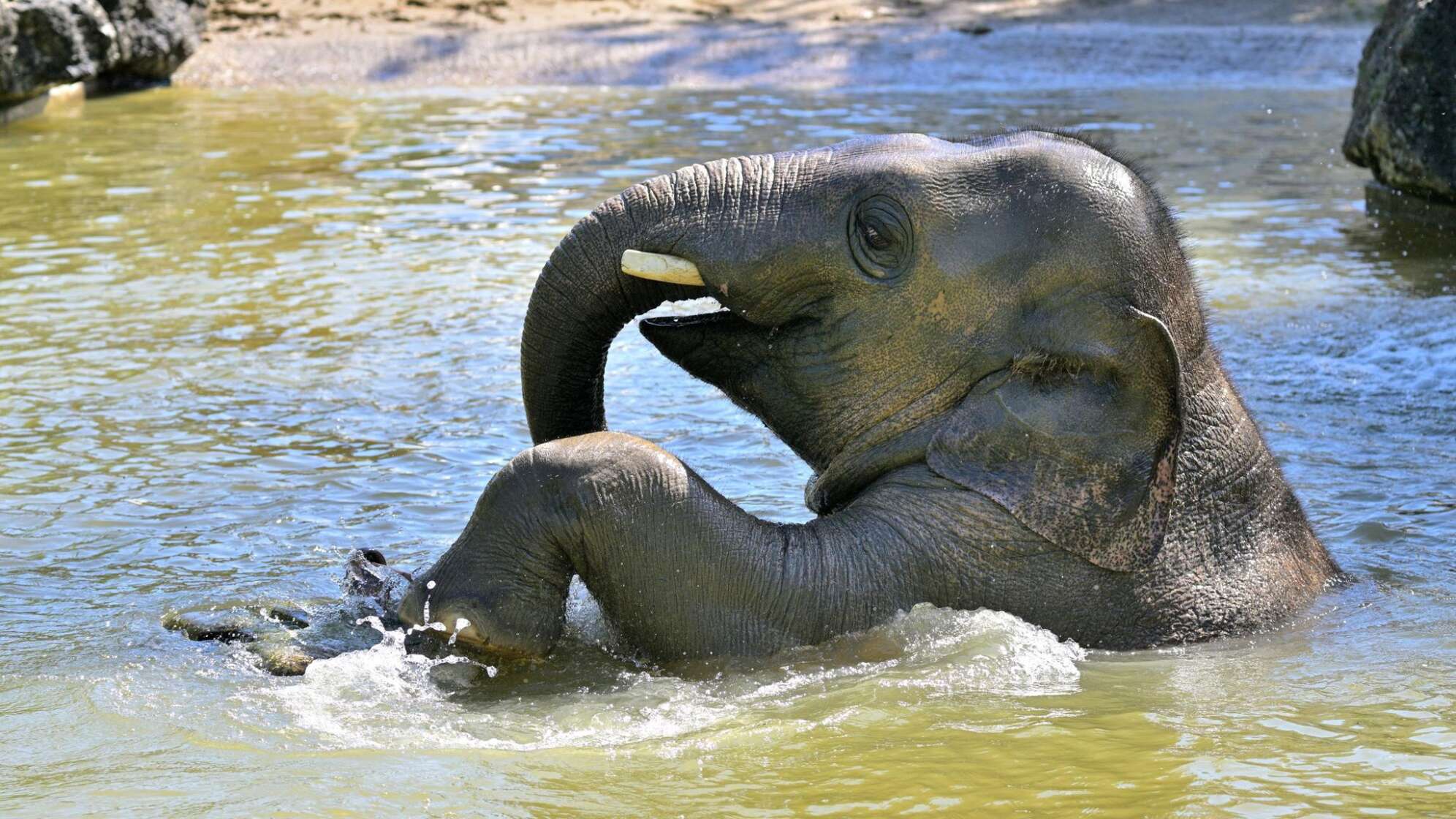 Elefant Otto im Tierpark Hellabrunn gestorben