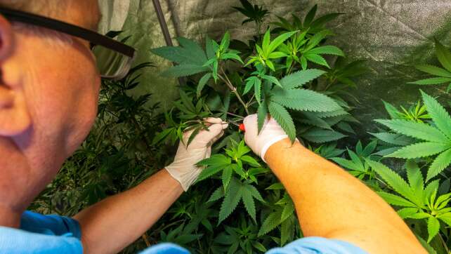 Genehmigungen für Cannabis-Clubs - Hanfpionier vor Gericht