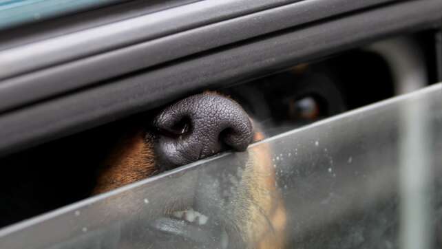 Hund stirbt im verschlossenen Auto