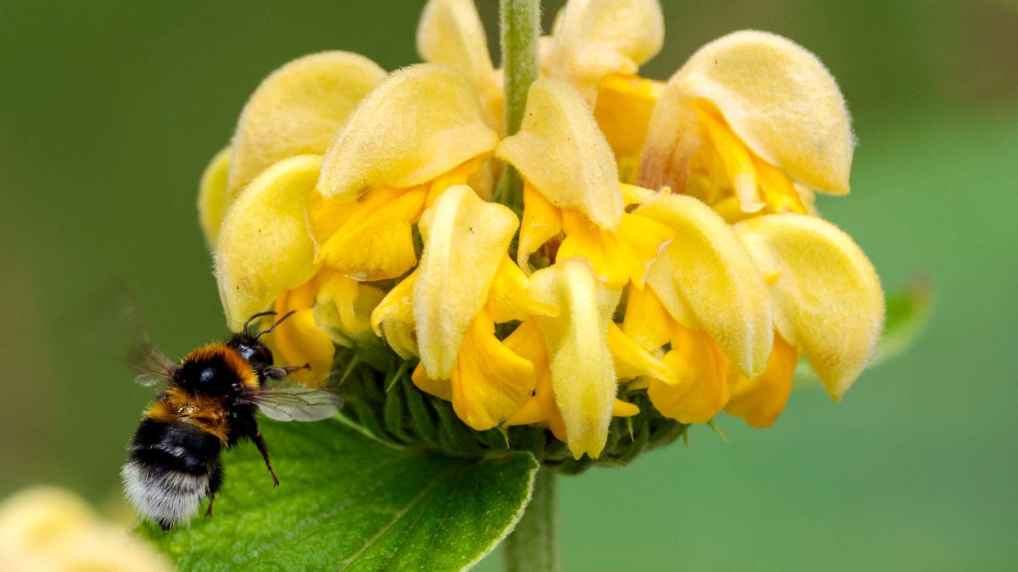 Hummel