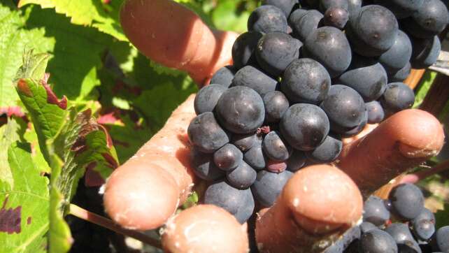 Prozess um «Weinlese der Schande» startet in Frankreich