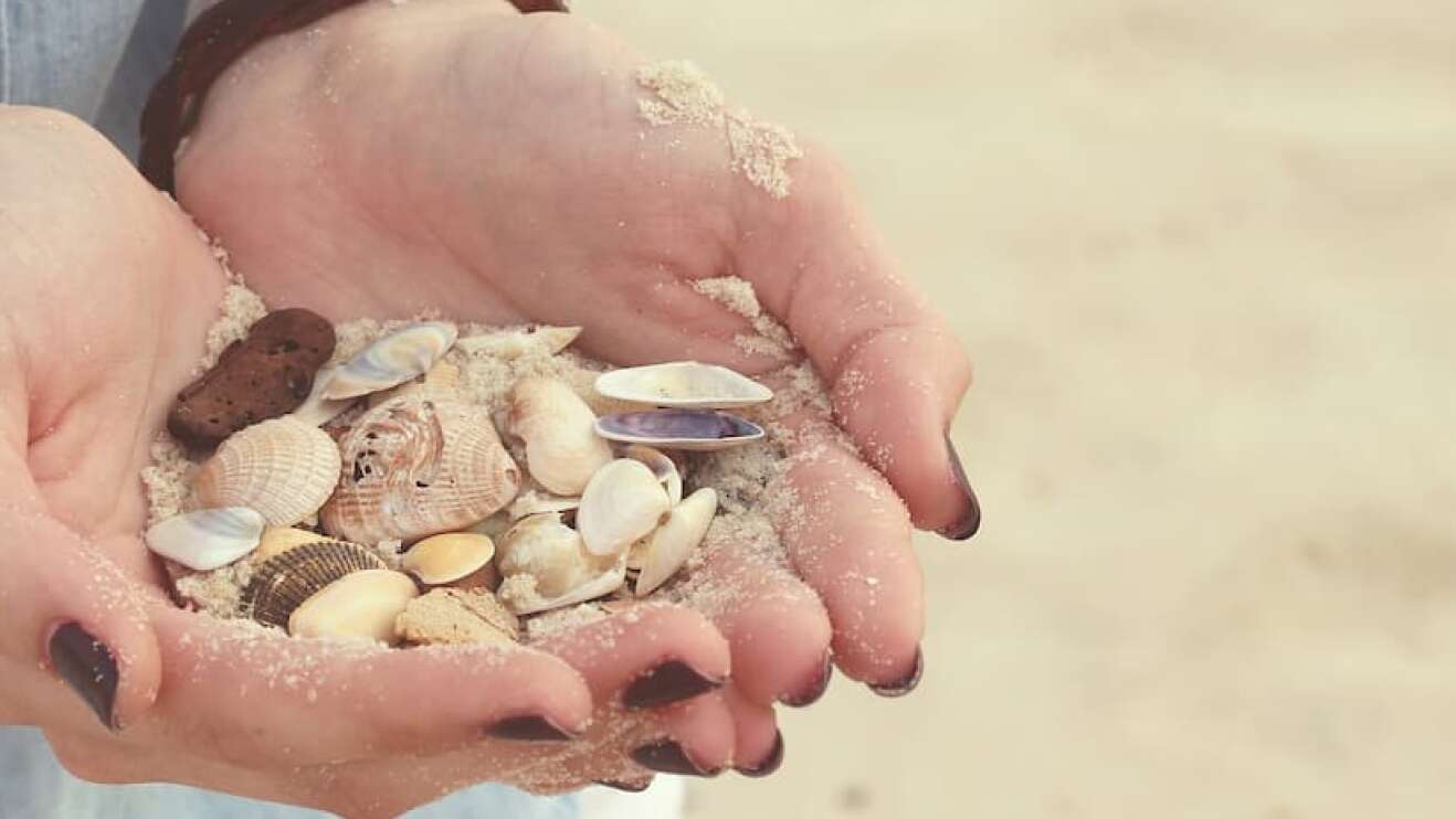 Muscheln in der Hand am Strand