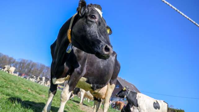 Diebe stehlen Bullensperma aus Viehbetrieb