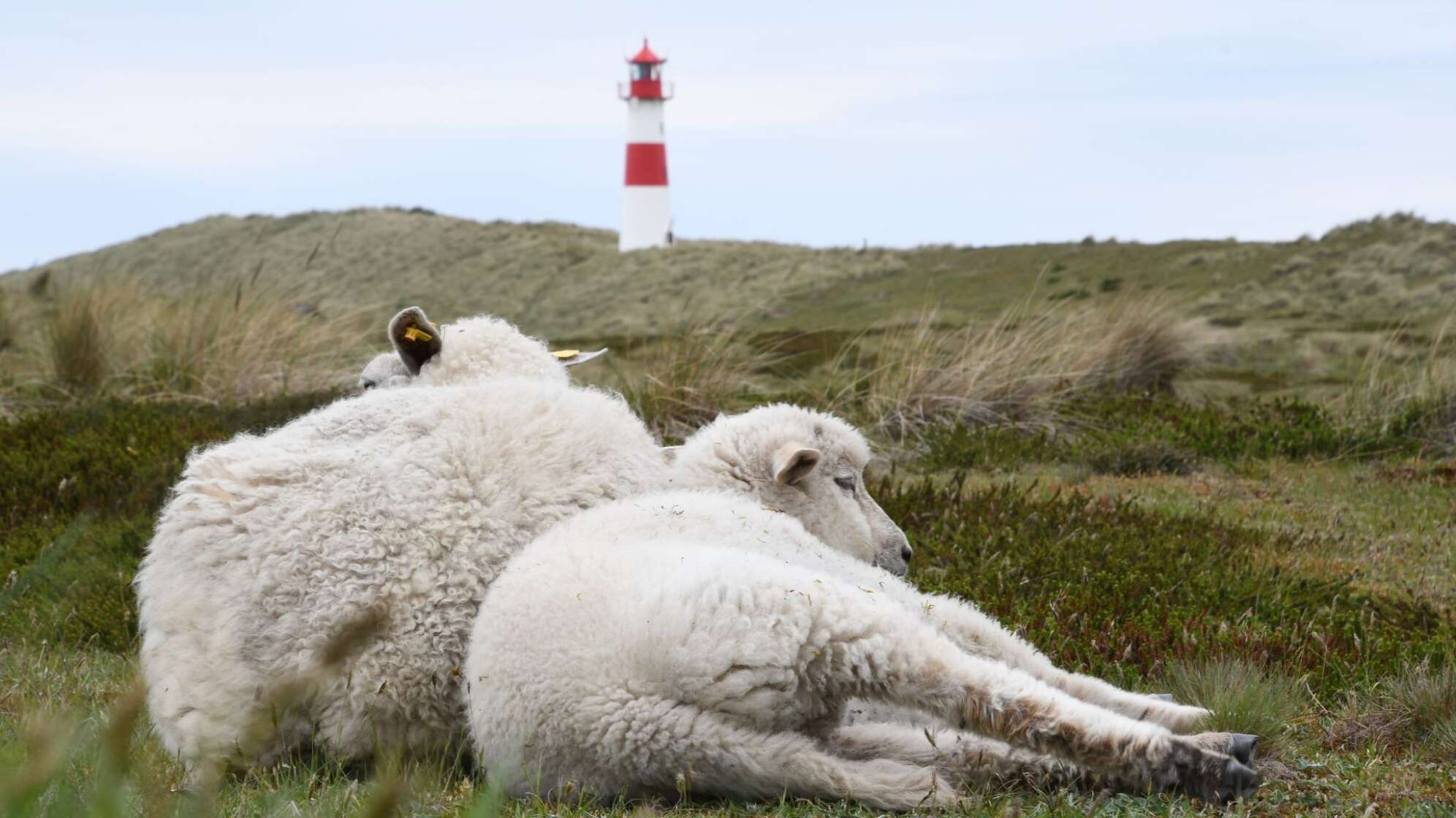 Schafe auf Sylt