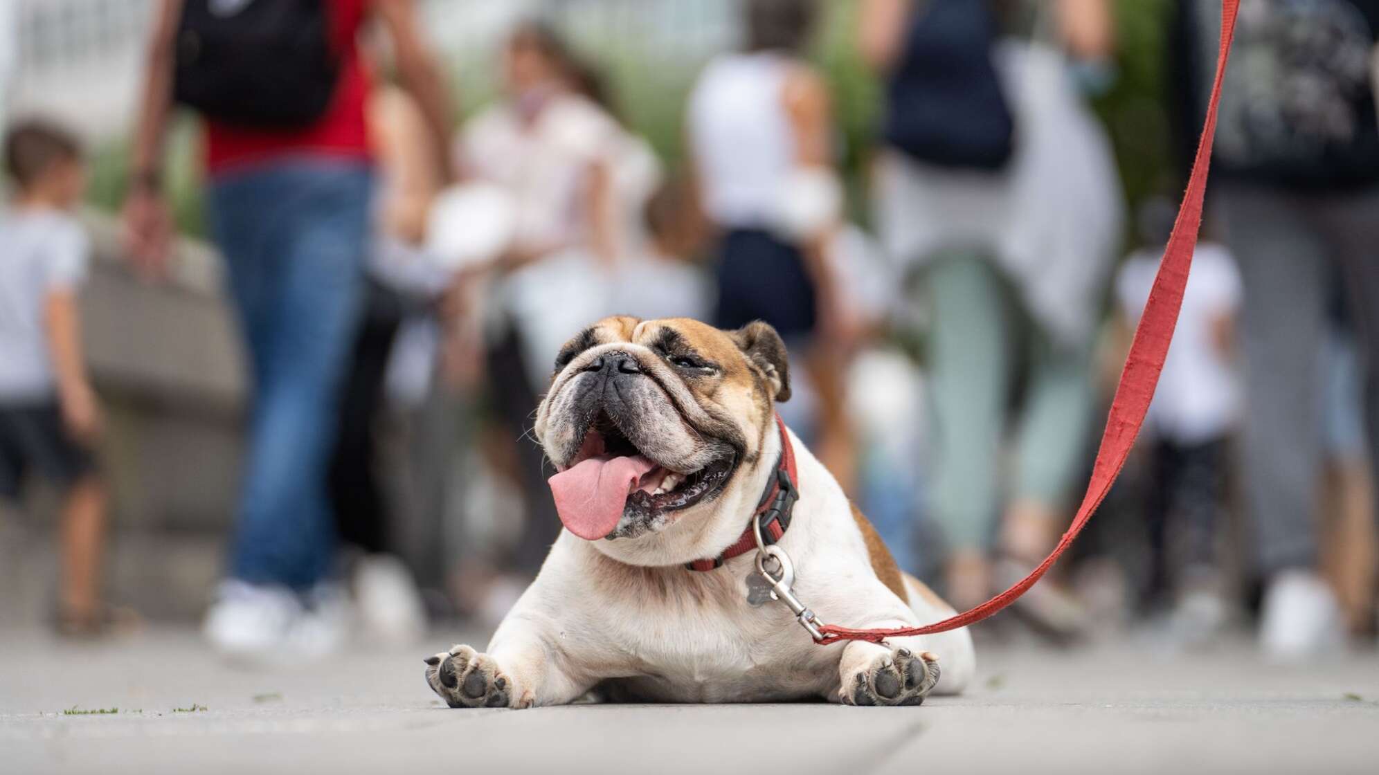 Eine Englische Bulldogge liegt hechelnd auf der Strasse
