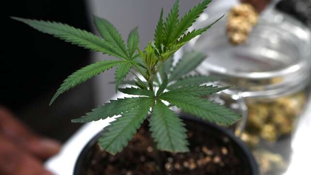 Veranstalter: 65.000 Besucher auf Cannabis-Messe