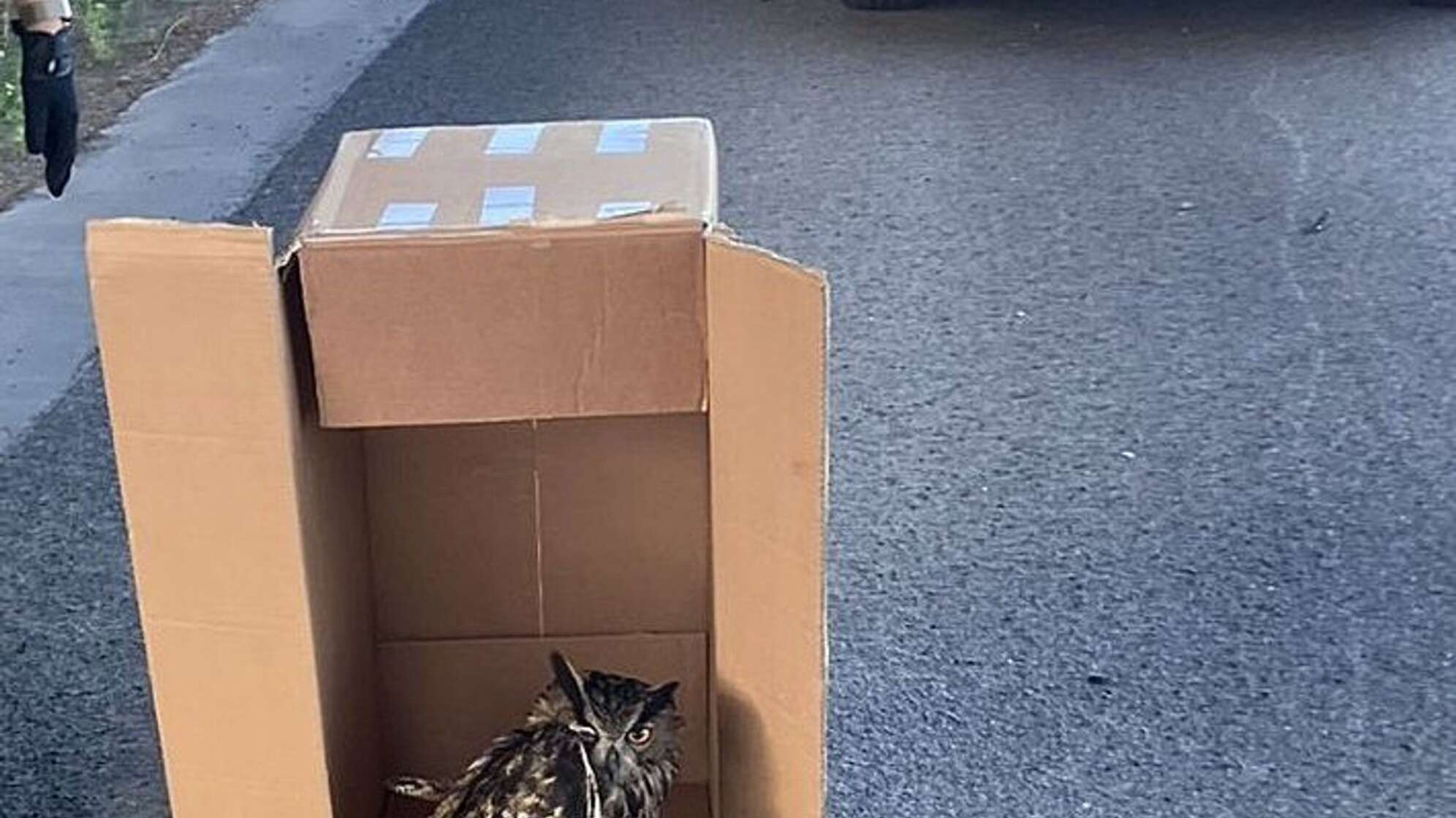 Polizei rettet verletzten Uhu