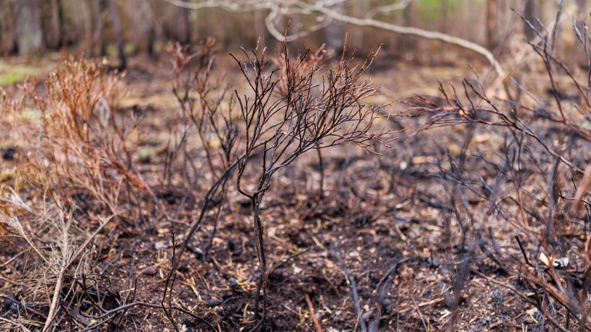 Waldbrand