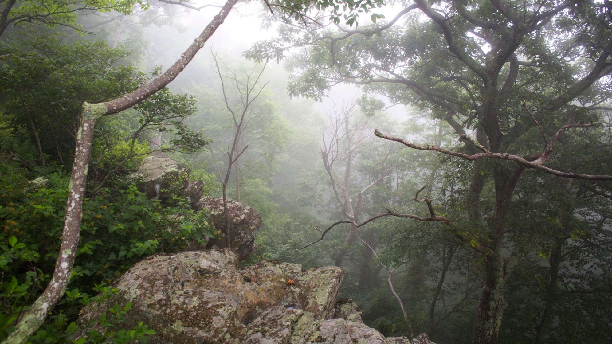 Shenandoah-Nationalpark in den USA