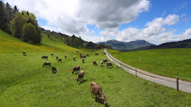 Jedes zehnte bayerische Rind lebt auf Öko-Hof