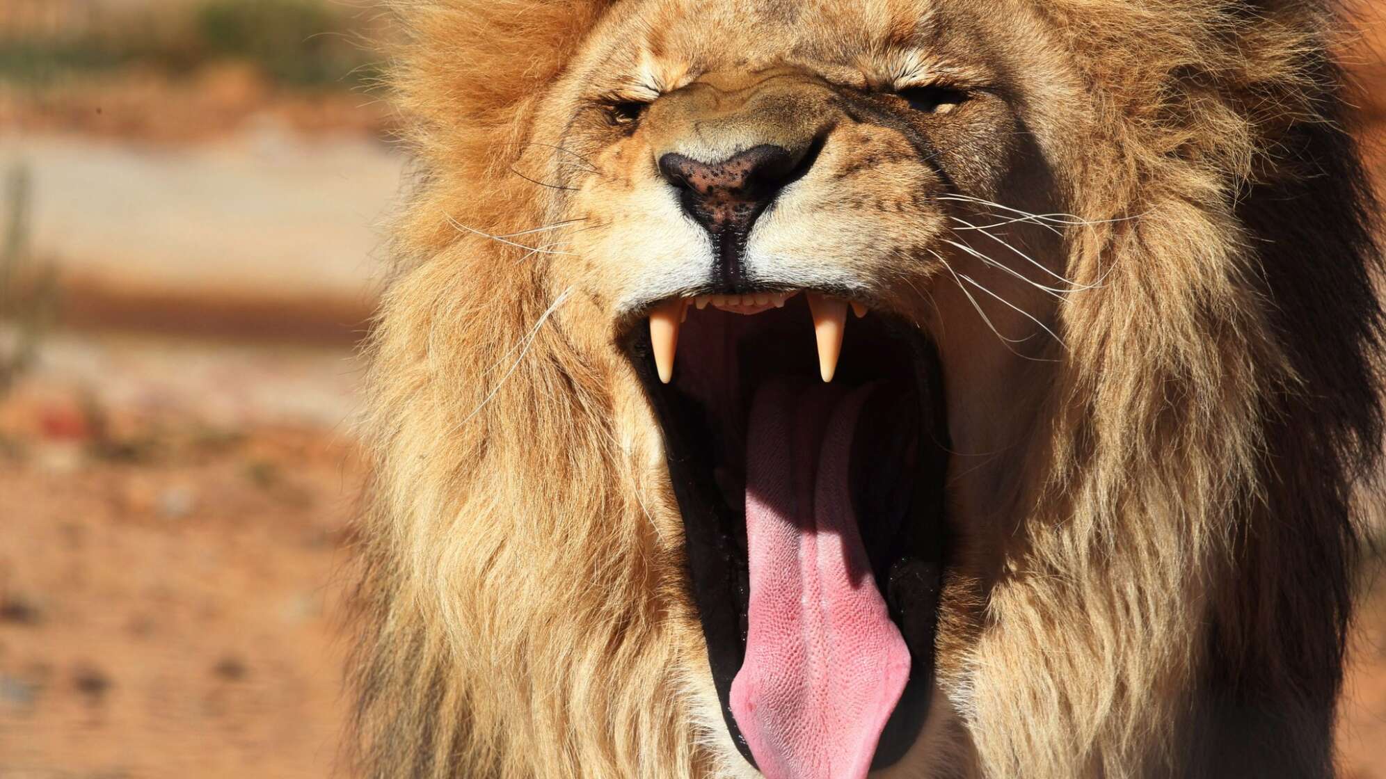 Männlicher Löwe