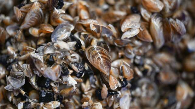 So soll die Muschel-Invasion im Bodensee gestoppt werden