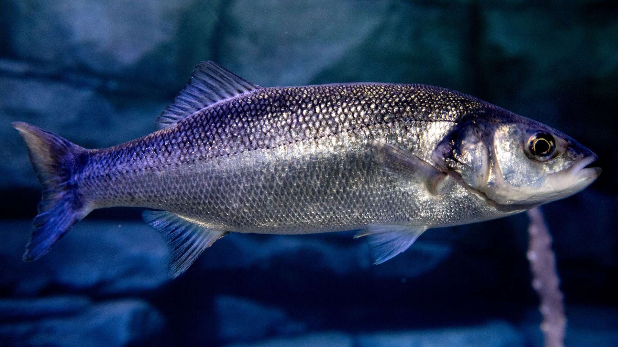 Wolfsbarsch im Nordsee-Bereich des Aquarium Wilhelmshaven