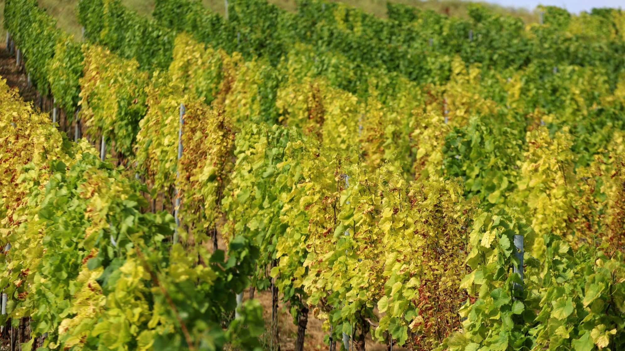 Trockenheit im Weinberg
