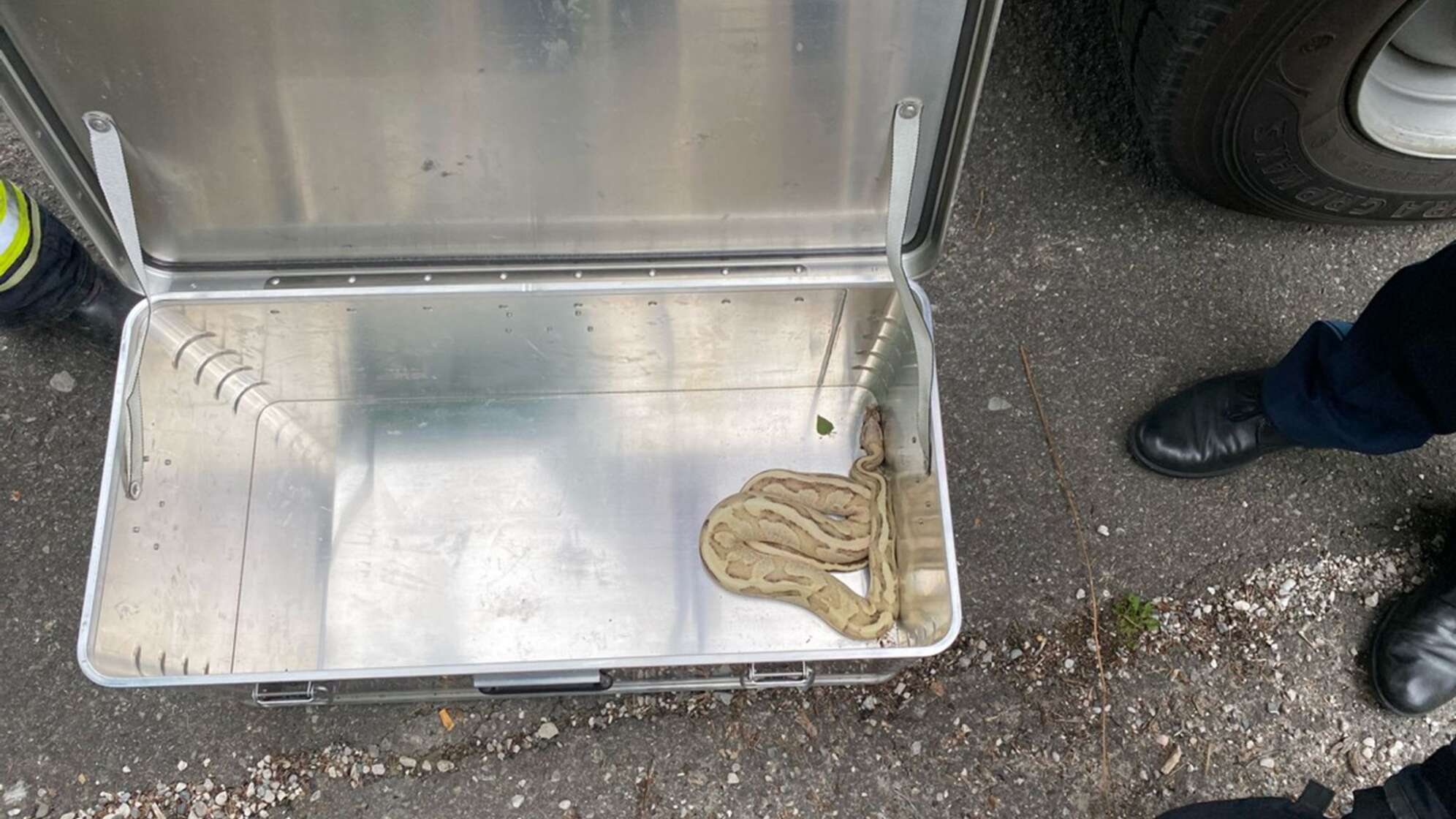 Königspython auf Briefkasten in Oberbayern gefunden