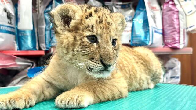 Hybrid aus Löwe und Tiger: Liger in rumänischem Zoo geboren