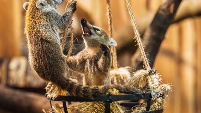 Hessischer Zoo zeigt Nachwuchs von Weißrüssel-Nasenbären