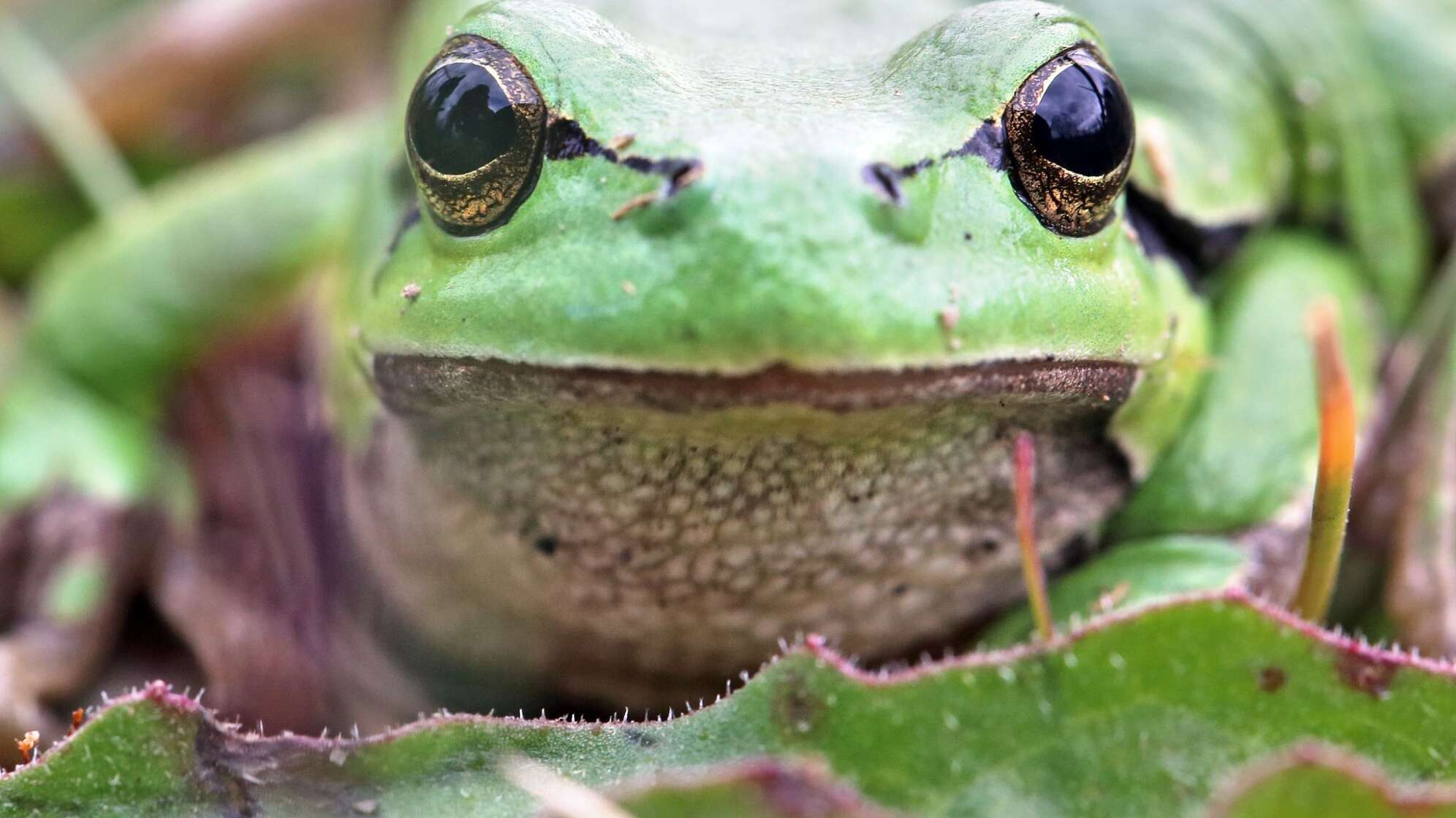 Zustand der Natur in Deutschland