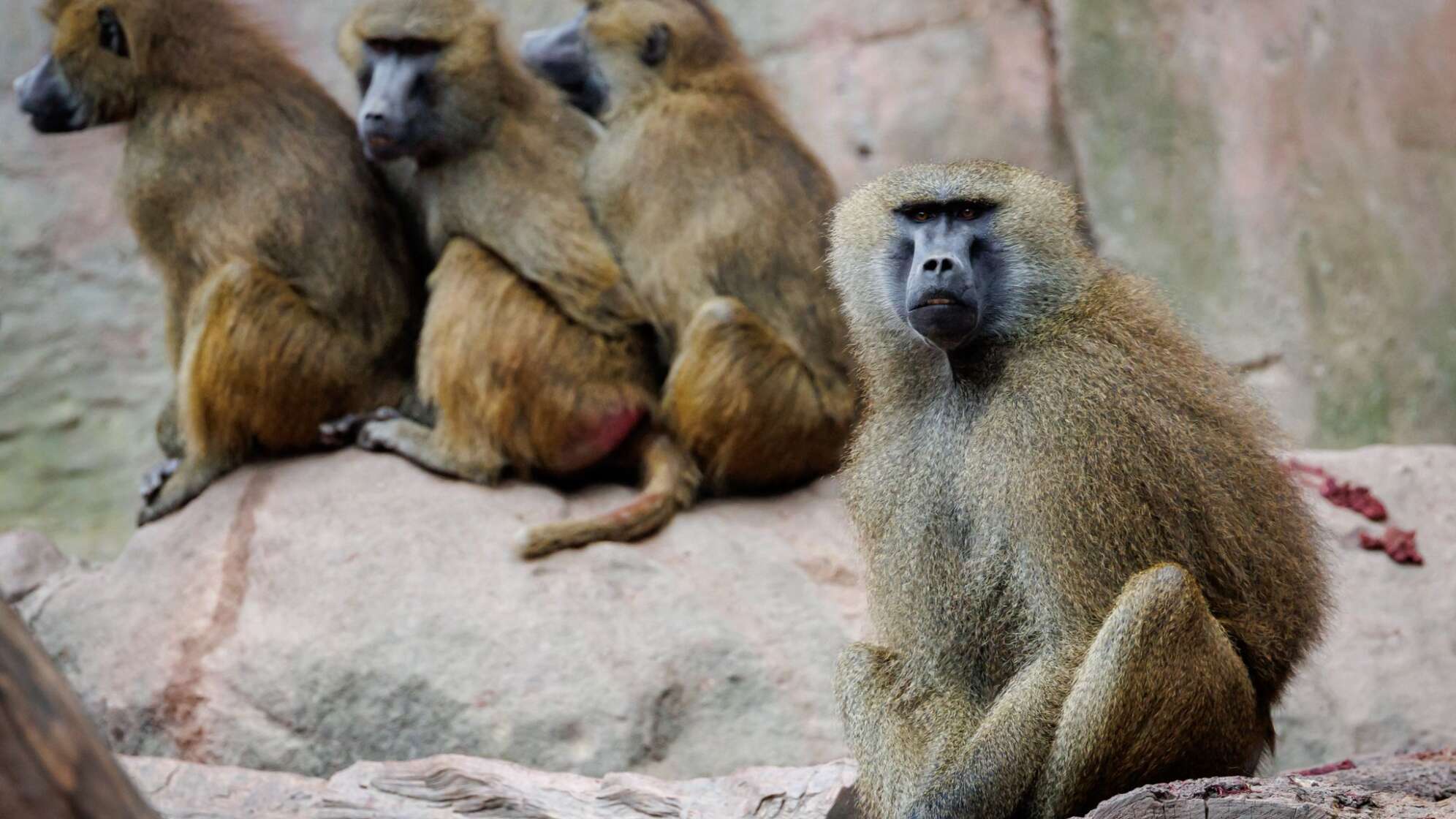 Guinea-Paviane im Tiergarten Nürnberg
