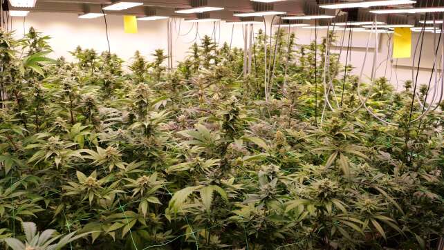 Genehmigungen von Cannabis-Clubs: vier Klageverfahren