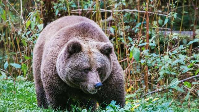 «Problembärin» Gaia auf Weg in Schwarzwald