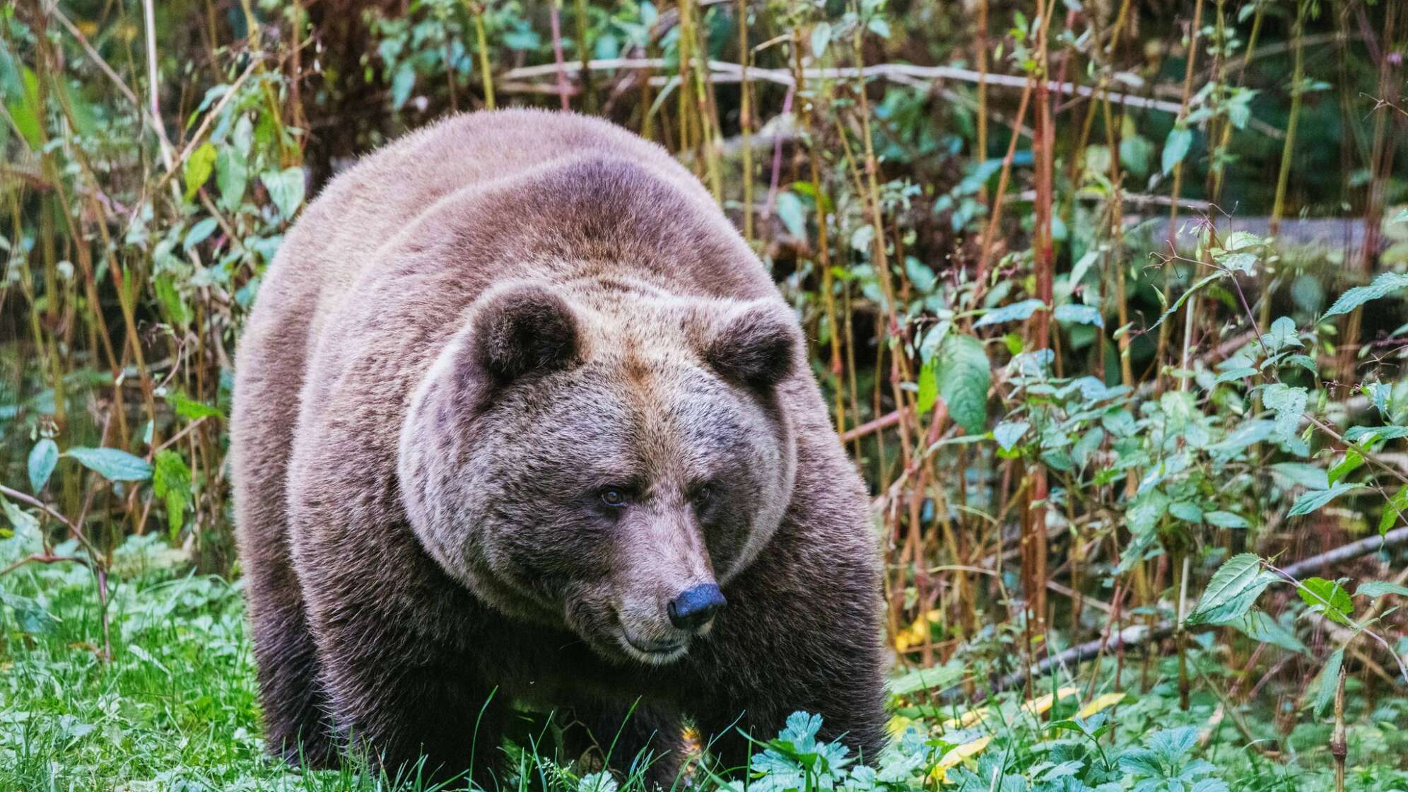 Bärin in Schwarzwald-Park