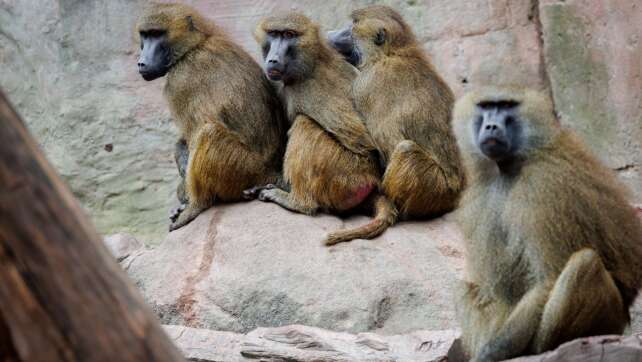 Geplante Affen-Tötungen: Tierschützer ketten sich im Zoo an