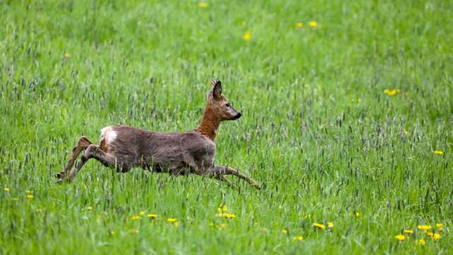 Jagdverband: Unfallgefahr durch liebestolles Rehwild