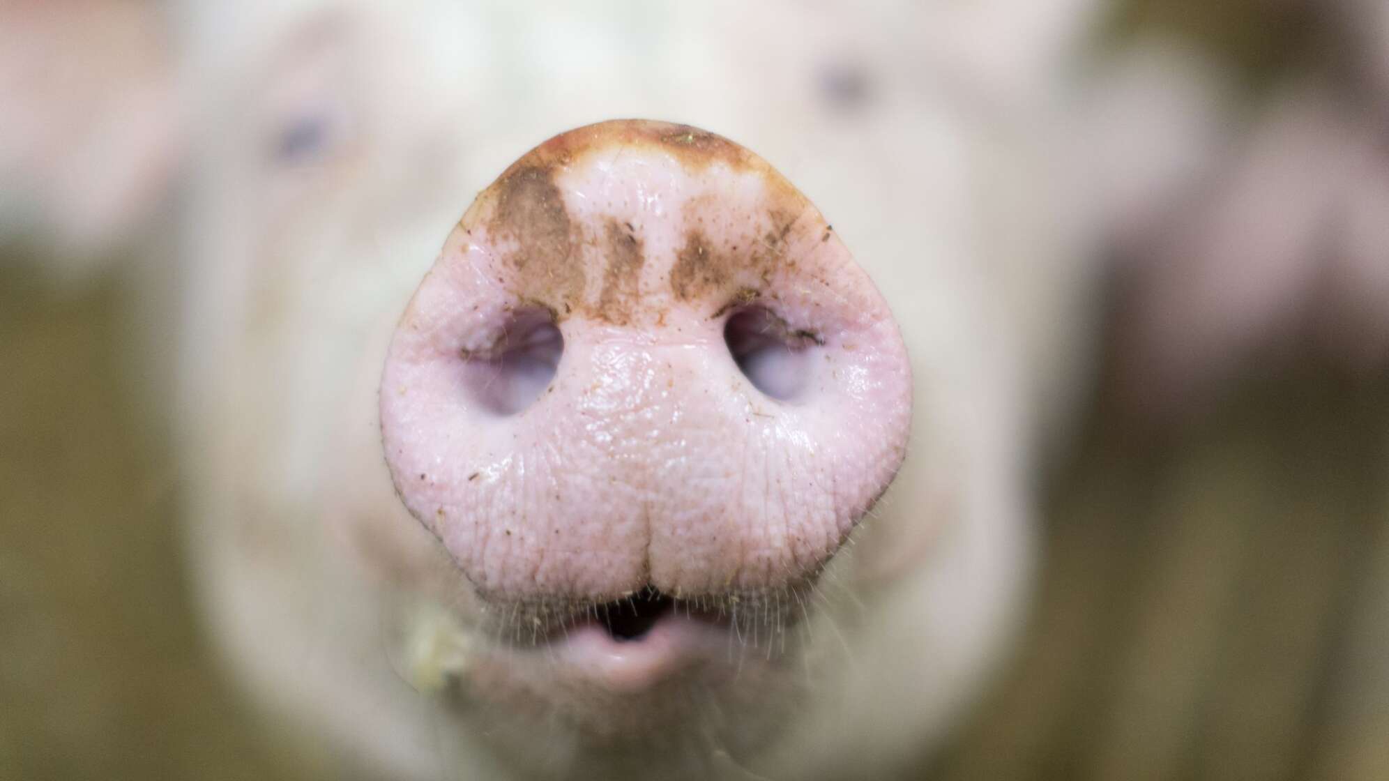 Schwein