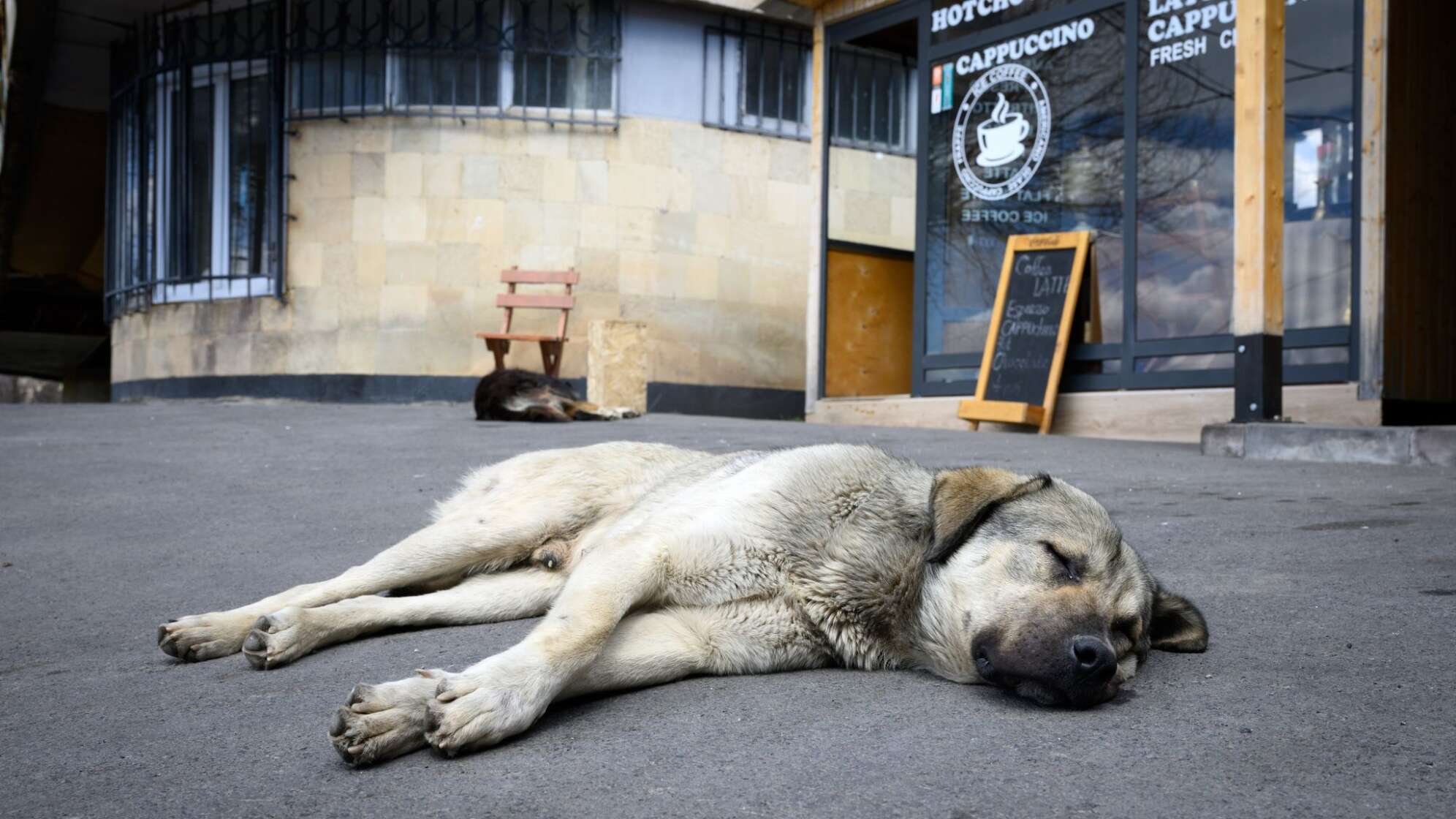 Straßenhunde