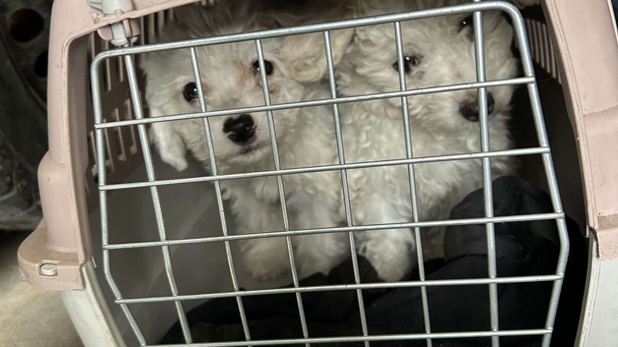 Zoll entdeckt Hundewelpen in Katzenboxen