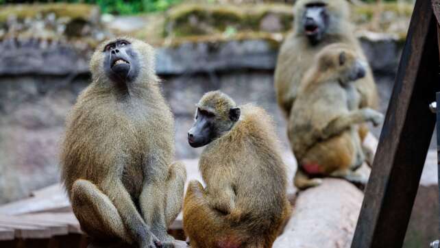Debatte über Pavian-Tötung - Tiergarten ein Tag geschlossen