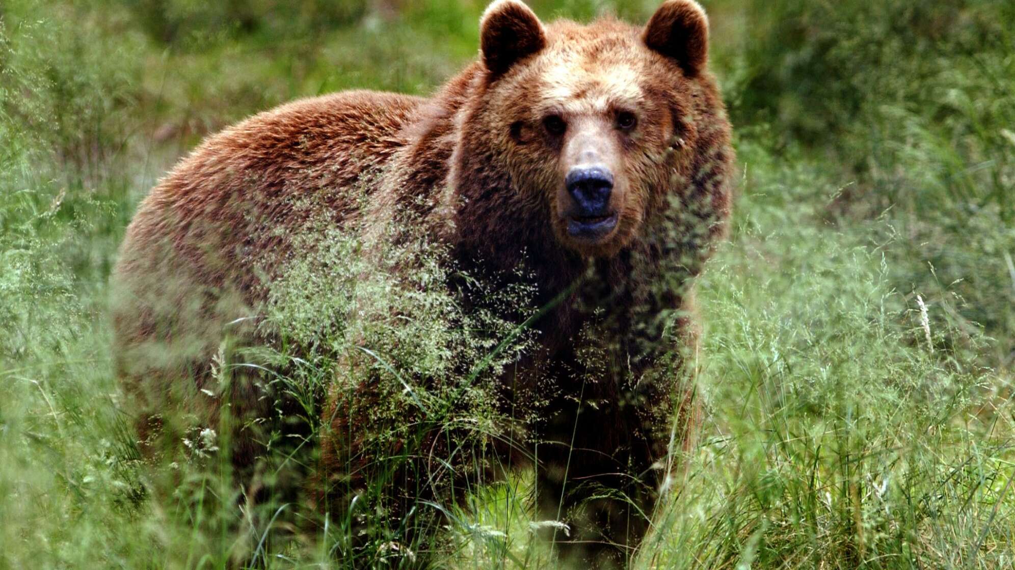 Ein Bär soll in Österreich zwei Esel gerissen haben