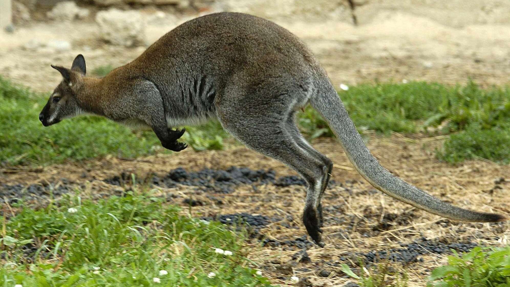 Symbolbild - Känguru im Gehege