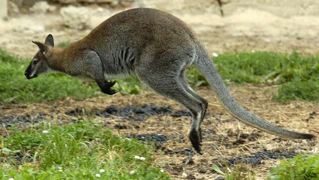 Mann soll Kängurus in Solinger Tierpark geköpft haben