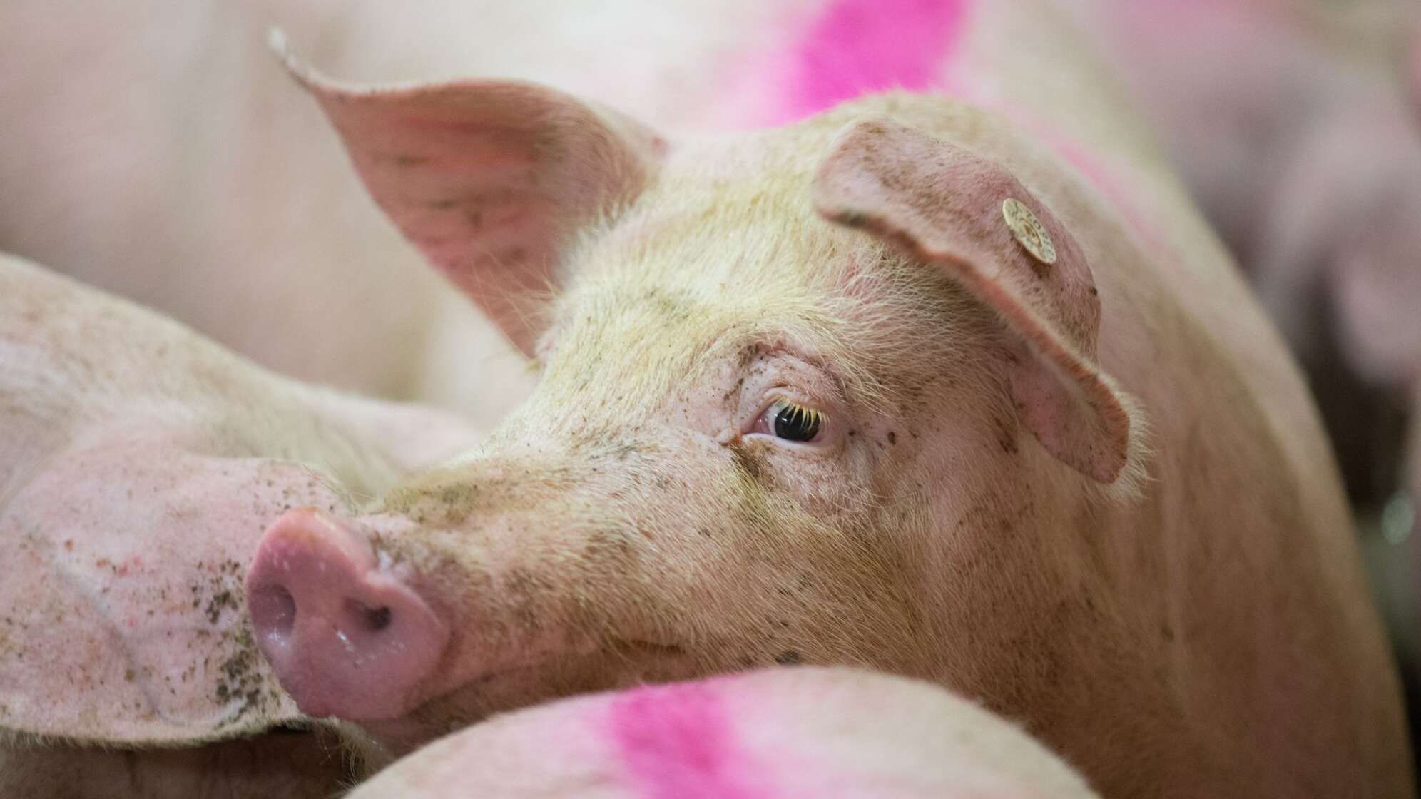Prozess gegen Schweinehalter