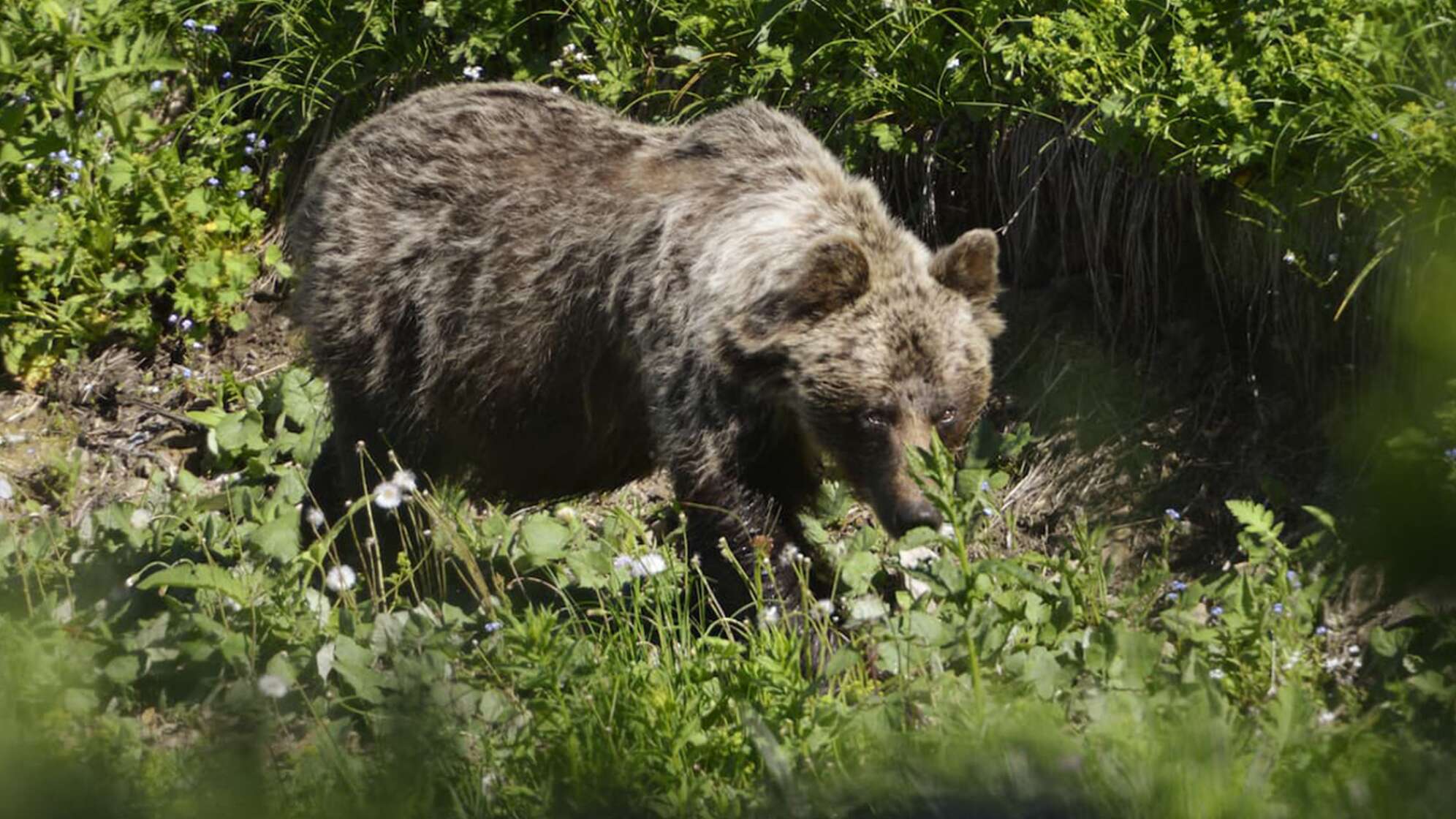 Bär in Bayern: Spuren bisher in Oberbayern entdeckt