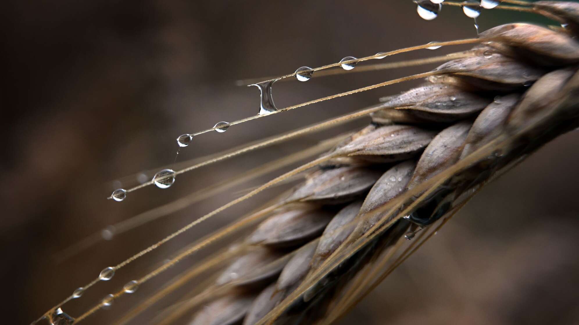 Getreide im Regen