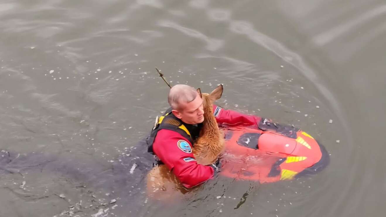 Das Bild zeigt ein junges Reh, das auf einem kleinen Rettungsboot von einem Feuerwehrmann festgeschnallt wird. Das junge Reh wäre beinahe im Main-Donau-Kanal ertrunken.