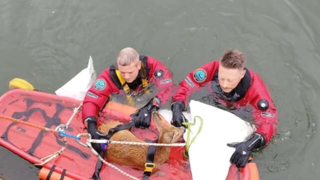 Reh in Not: Feuerwehr Nürnberg rettet Tier aus Main-Donau-Kanal