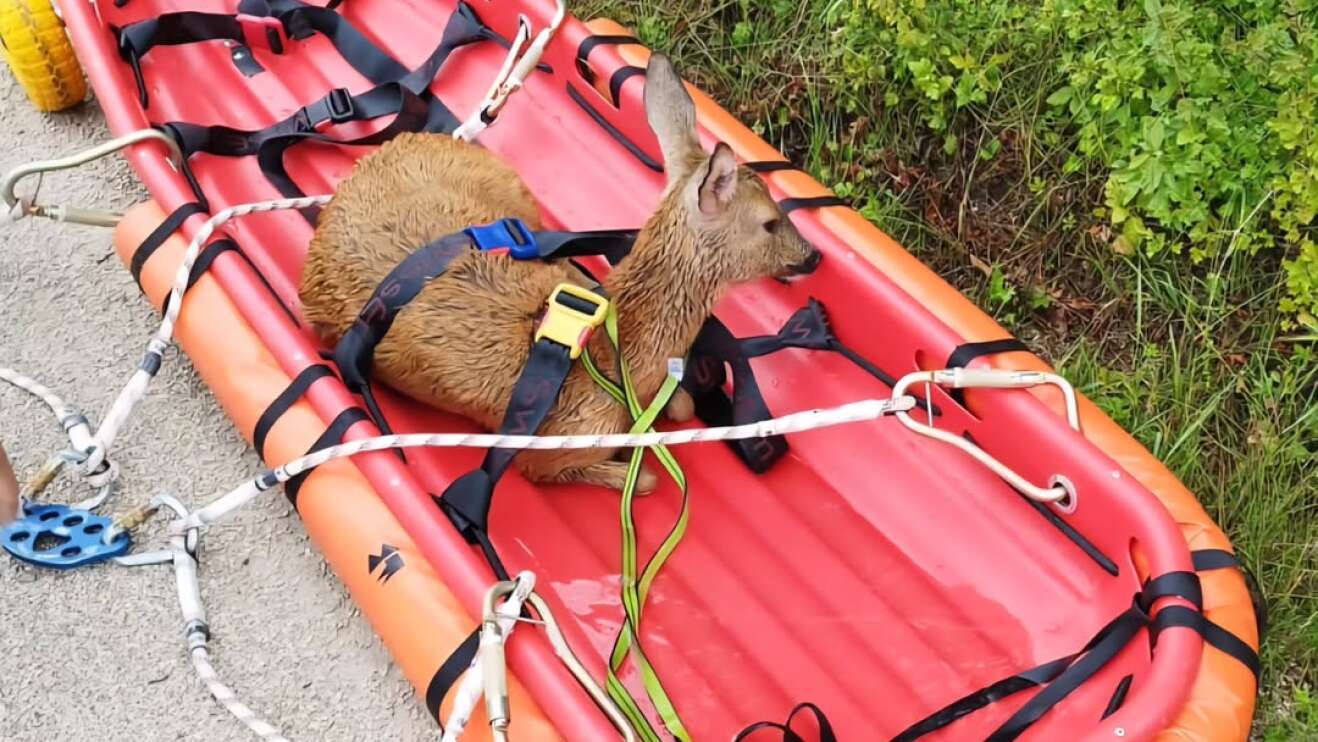 Das Bild zeigt ein junges Reh, das auf einem kleinen Rettungsboot der Feuerwehr festgeschnallt wurde. Mittlerweile ist es in Sicherheit.