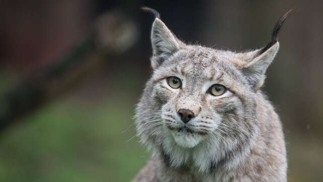 Zoo wirbt um Haustierspenden als Futter für Raubtiere