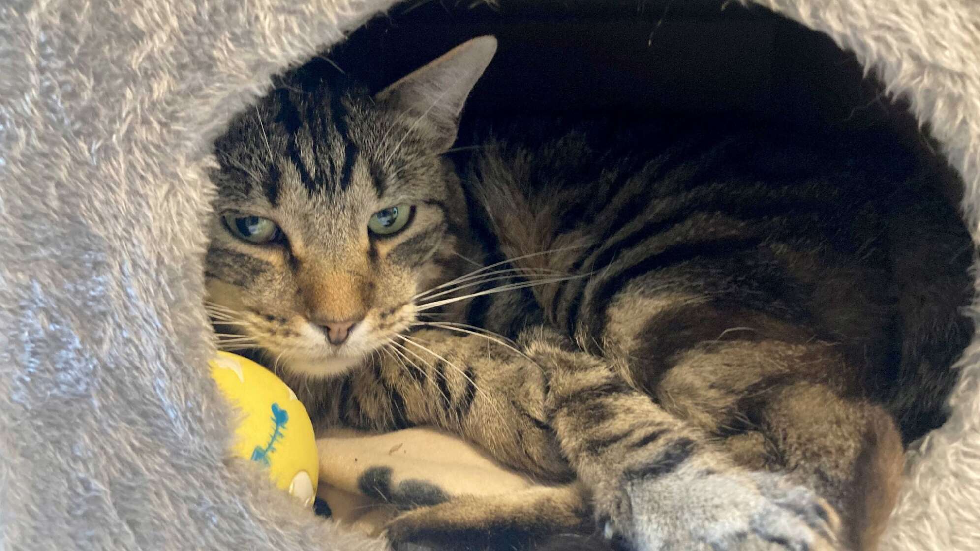Kater Ben im Tierheim «Katzenparadies» Neustrelitz.