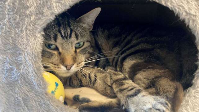 Kleine Notfelle - warum Straßenkatzen so leiden