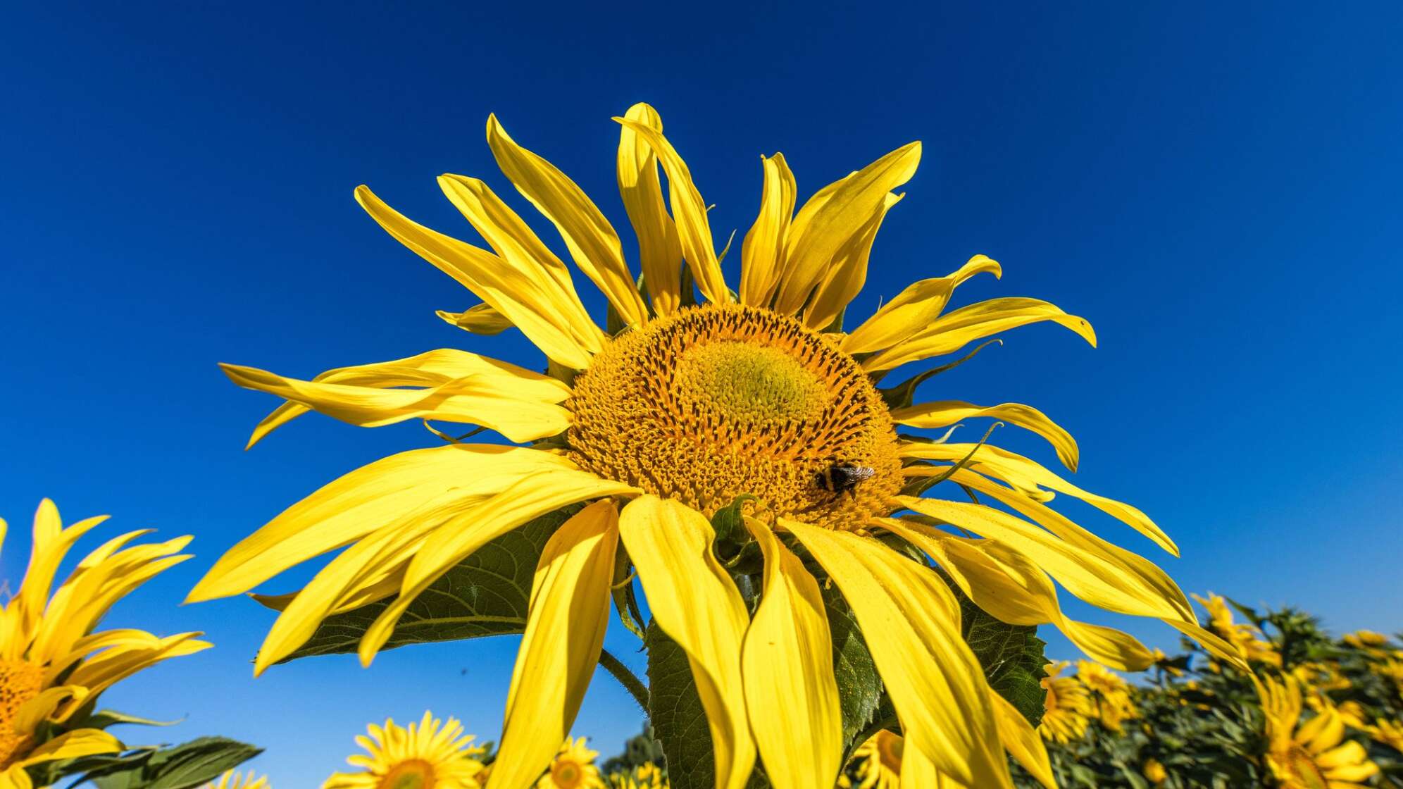 Sonnenblumen auf einem Feld