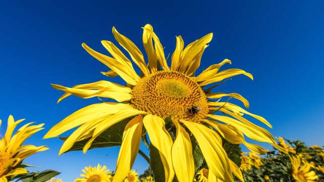 Sommerwetter kehrt zurück - Sonne und rund 30 Grad