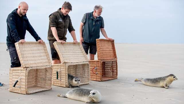 Zurück im Meer: Erste aufgepäppelte Seehunde ausgewildert