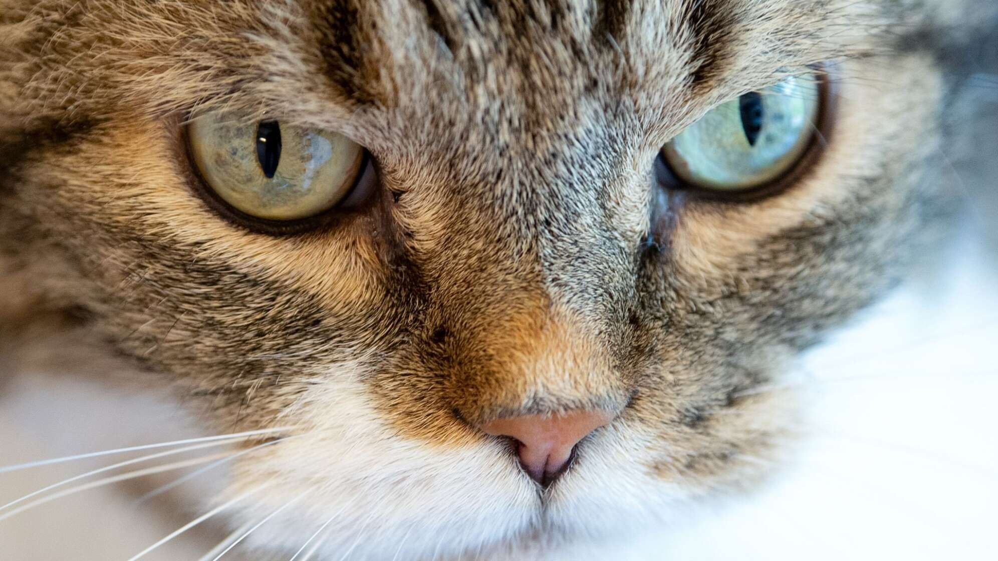 Katze im Tierheim