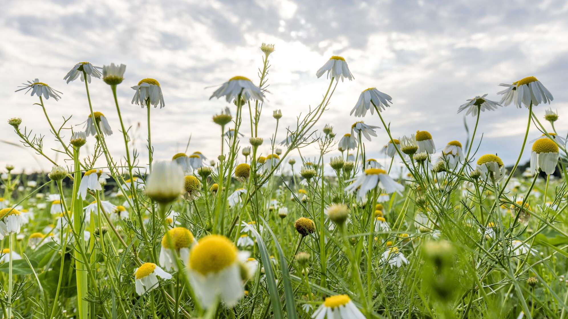 Warme Temperaturen stehen bevor: Nach einigen Wolken kommt Hitze