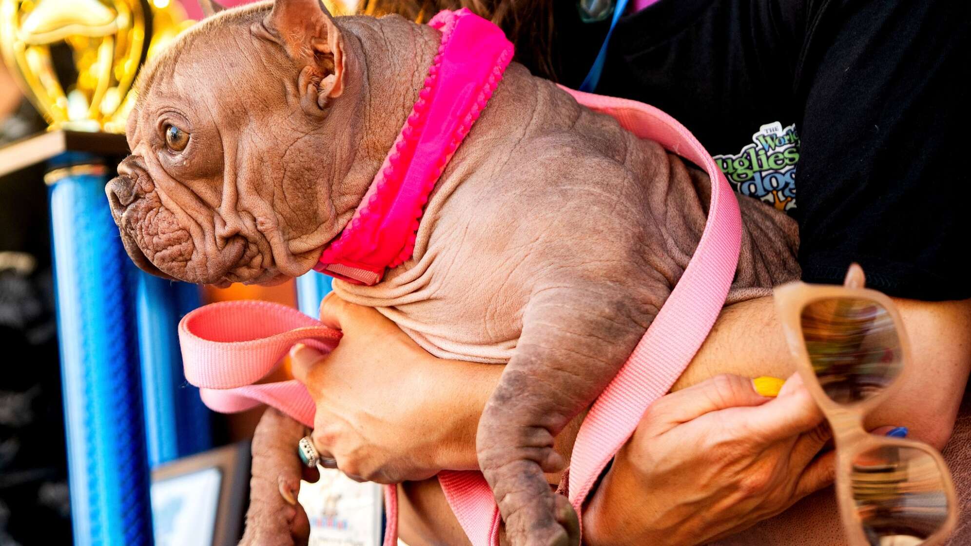 Wettbewerb für hässliche Hunde